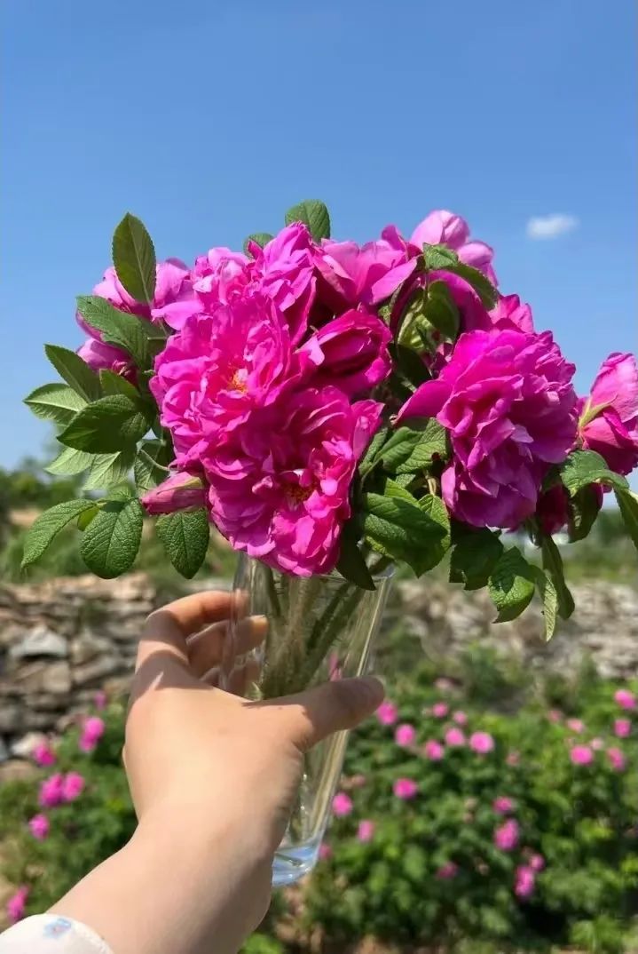 蔷薇月季玫瑰的区别,月季蔷薇玫瑰的区别