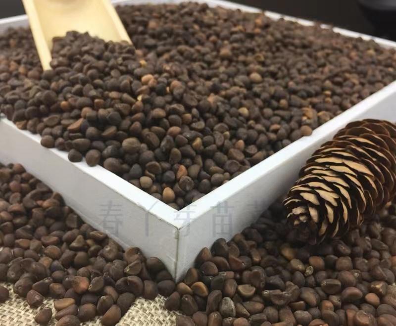 生菜香菜种子怎么种,生菜小葱小白菜香菜都怎么种植