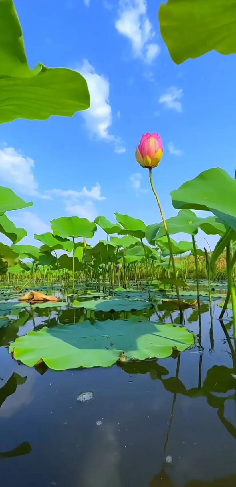 夏至荷花荷叶图片,夏至时节荷花正美图片