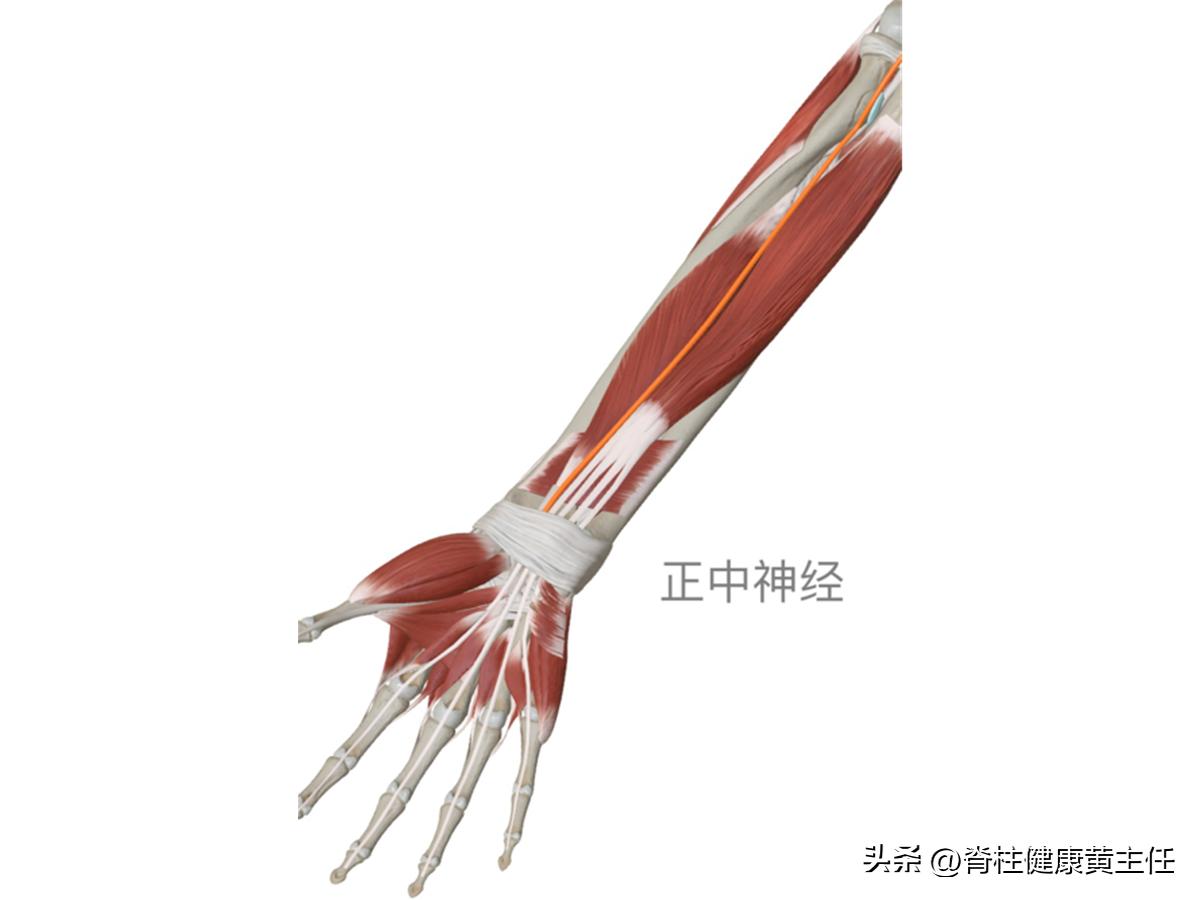 手痛无力什么意思,手痛麻无力吃什么药