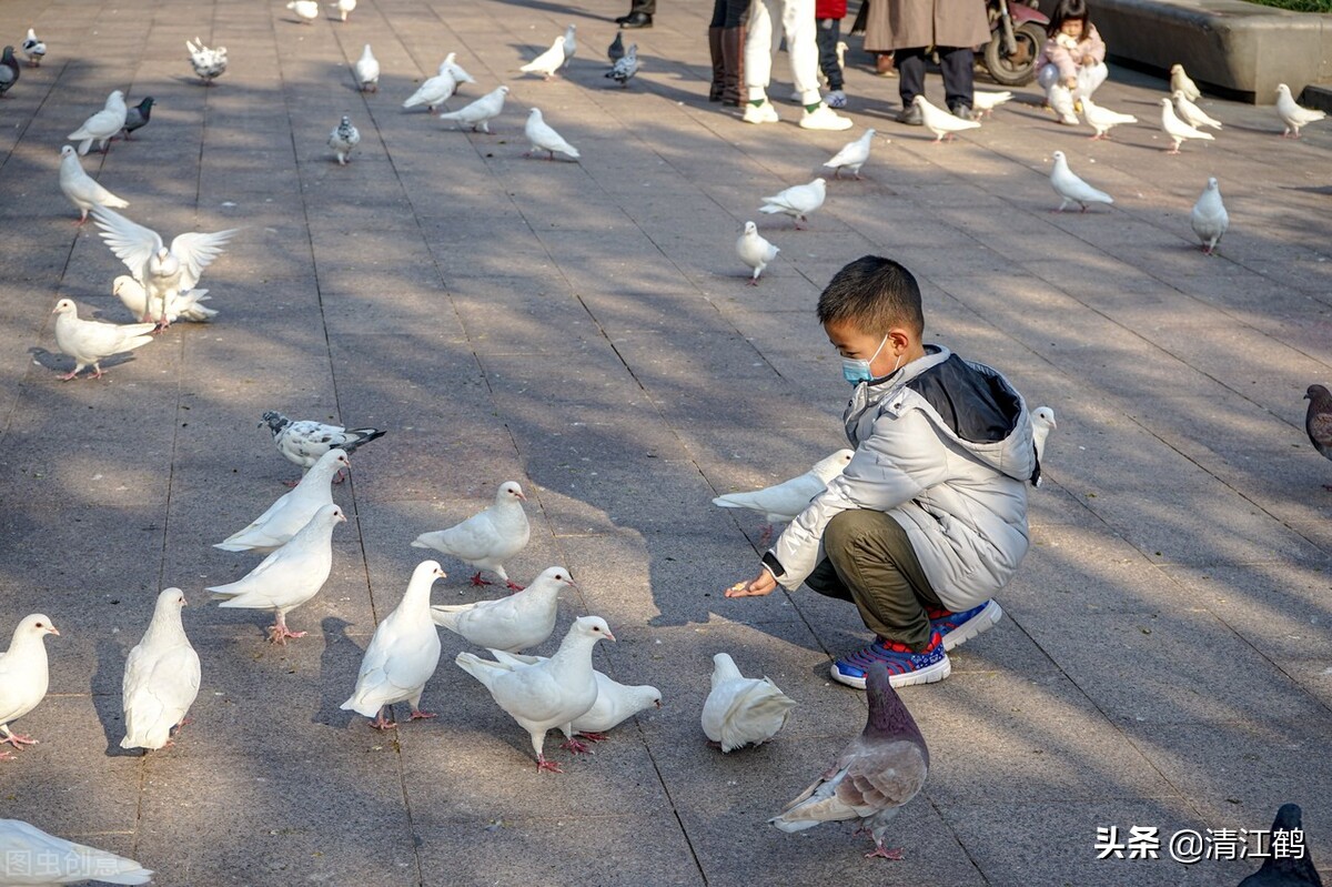 鸽子喂饲料的正确方法,鸽子养殖喂多少饲料好一点
