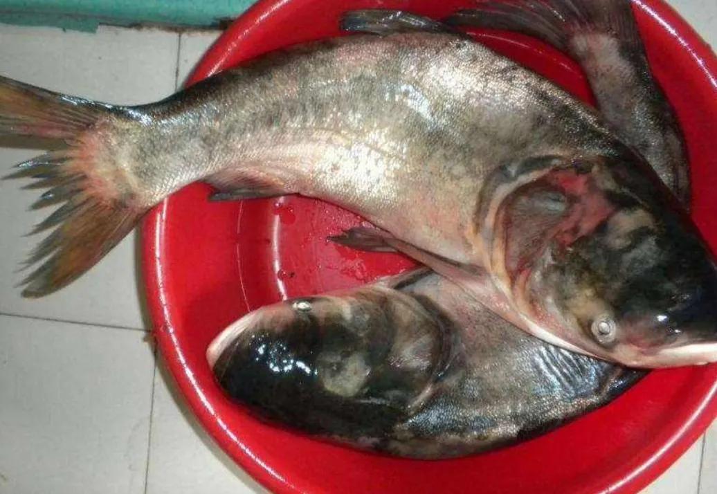 杀鱼很残忍怎么办,一招学会杀各种鱼方法