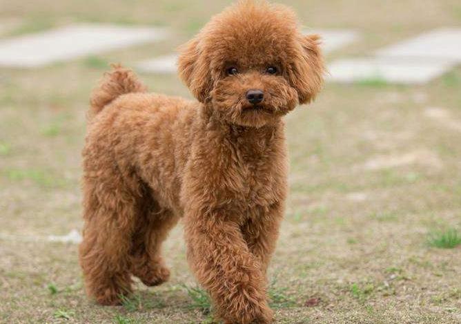 为什么说宠物狗流浪，等于慢性自杀？看看这只泰迪犬你就知道了