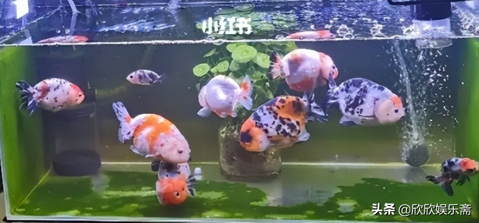 兰寿金鱼可以养在草缸吗,兰寿鱼缸开缸教程