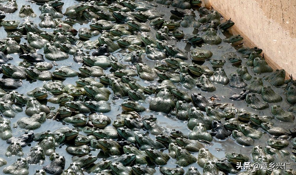 扶贫产业牛蛙养殖基地,牛蛙养殖扶贫项目