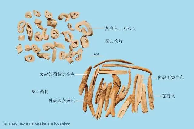 皮肤清热解毒祛湿中药方,白鲜皮和哪种中药配治疗皮肤湿疹