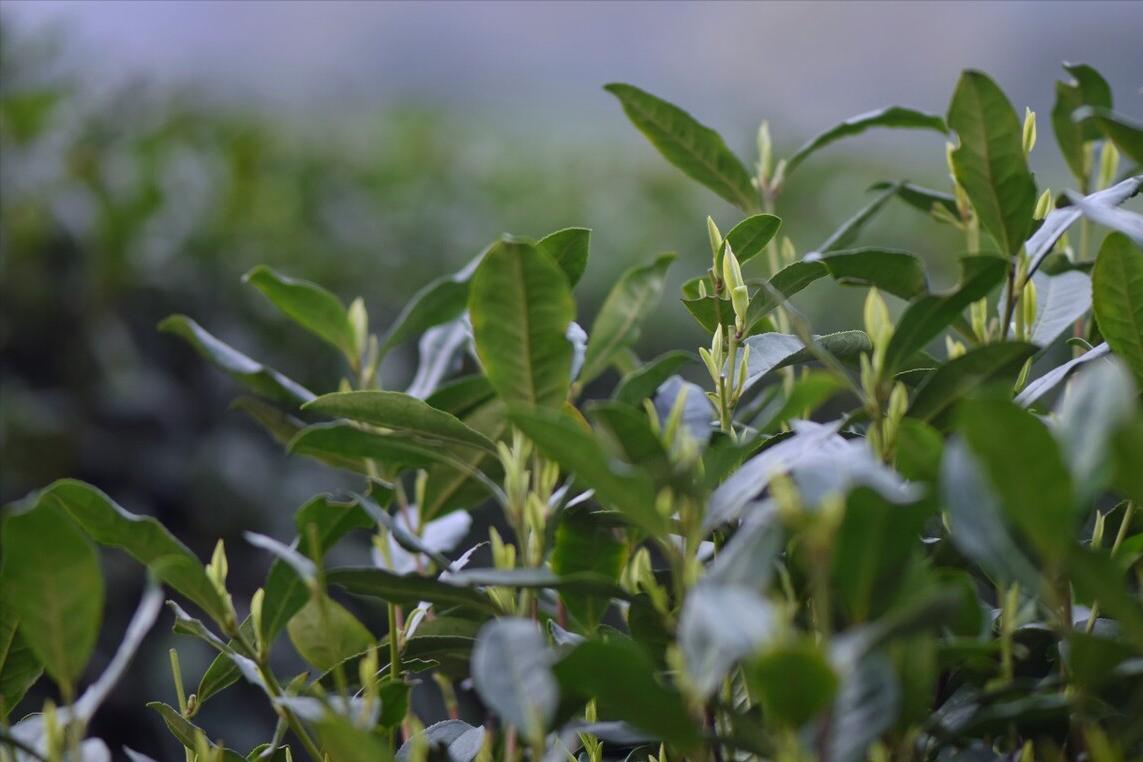 老茶友说只要茶好,西湖龙井很香吗