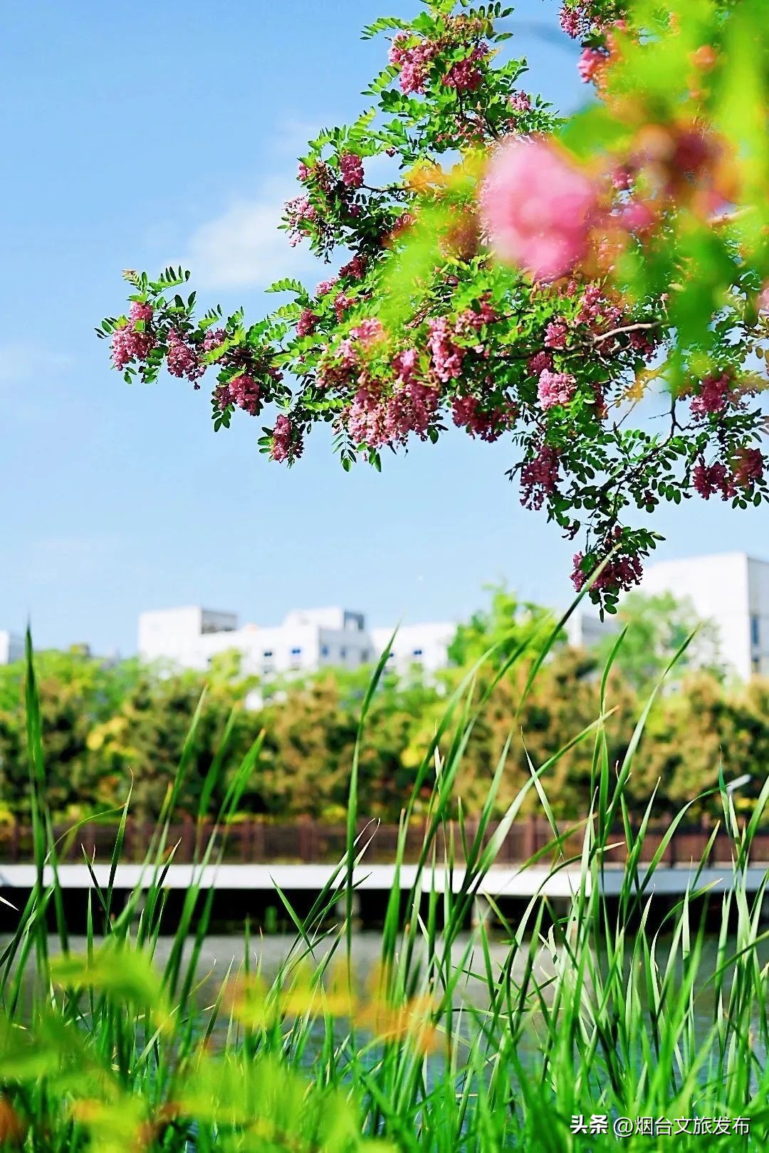 吃遍烟台玩遍美景,带你玩遍烟台