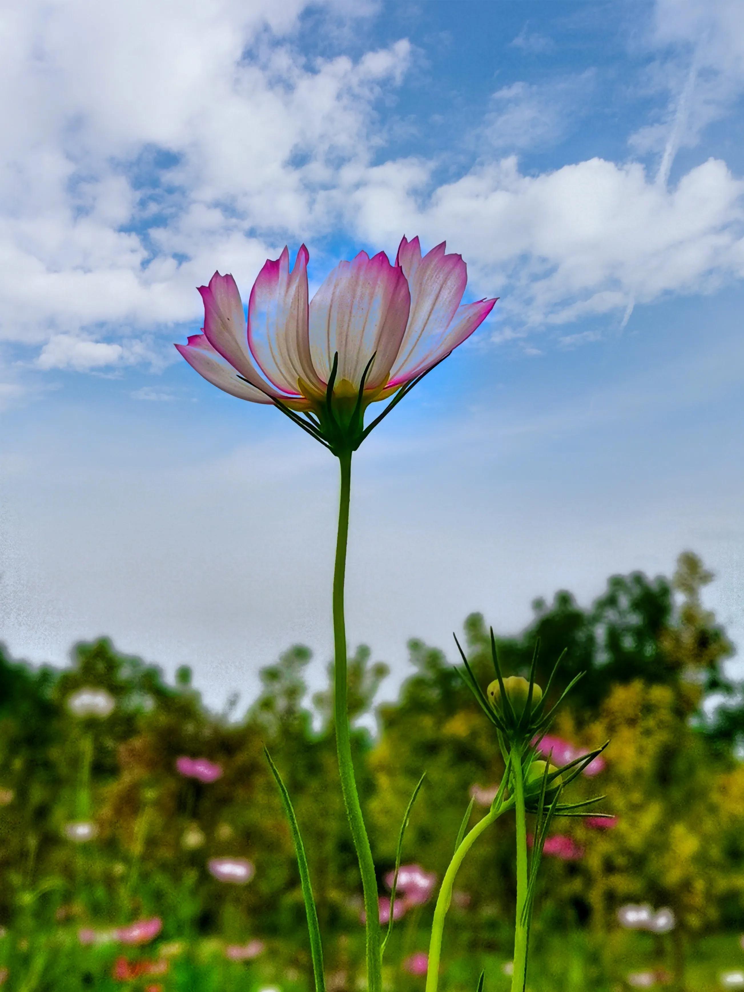 百花酿诗韵芬芳留人间（一）