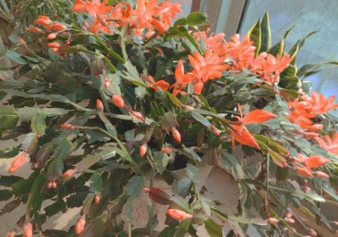 100种耐寒耐旱花卉,哪种花最耐旱不用浇水