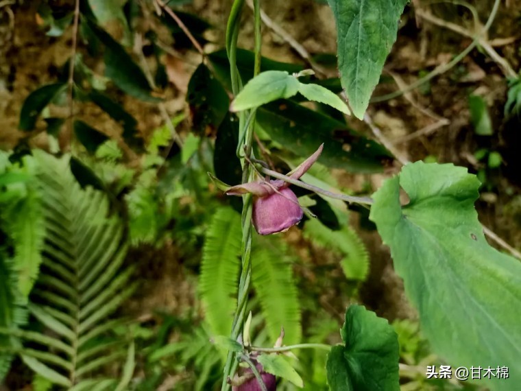 这种野果很清甜，它的根茎还是上好的煲汤辅料，可惜很多人不认识