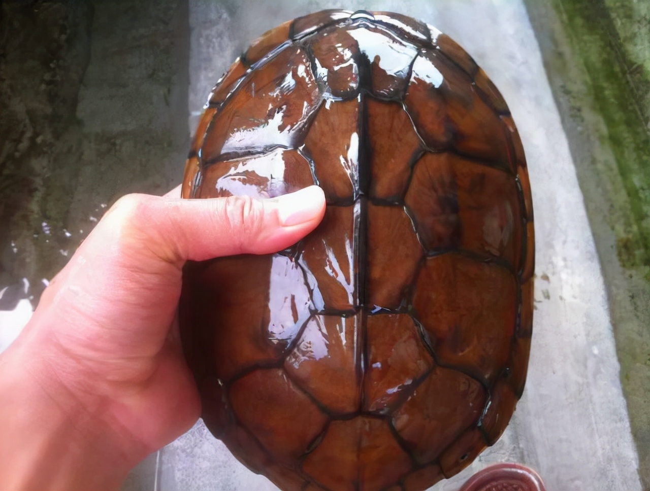 石金钱龟以前为什么辉煌,石金钱龟为什么崩盘