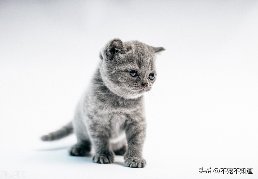 猫咪肠胃炎应该吃什么药,猫咪肠胃炎吃什么药好得快