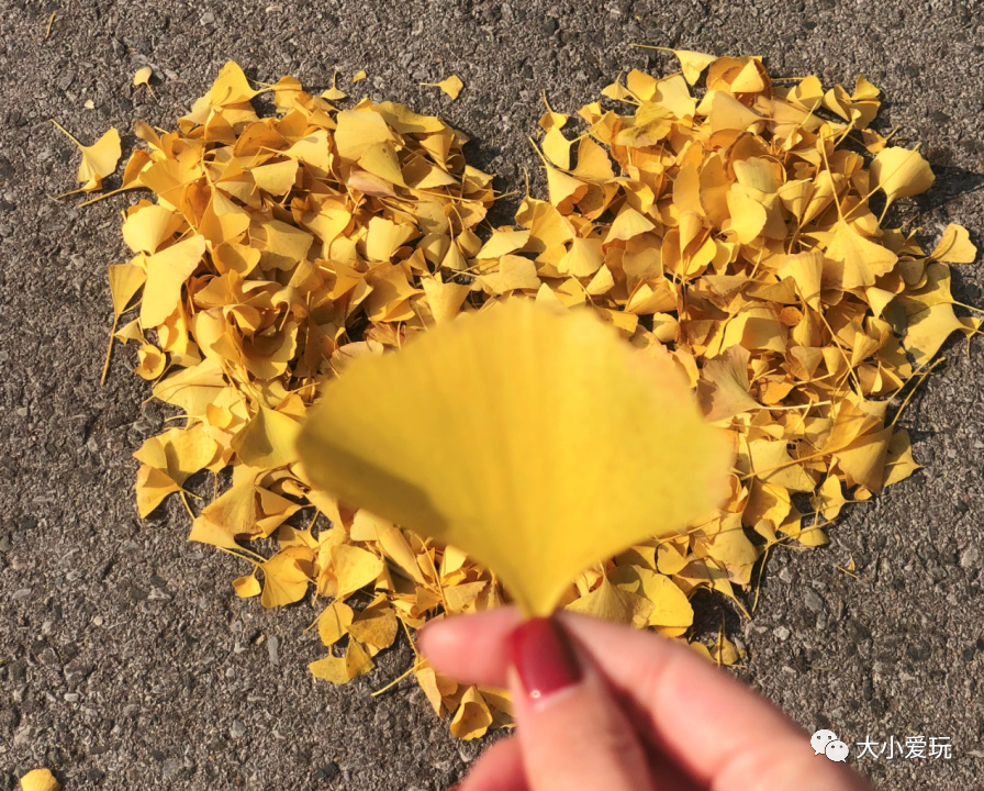 银杏最美的地方,金秋十月最美的银杏