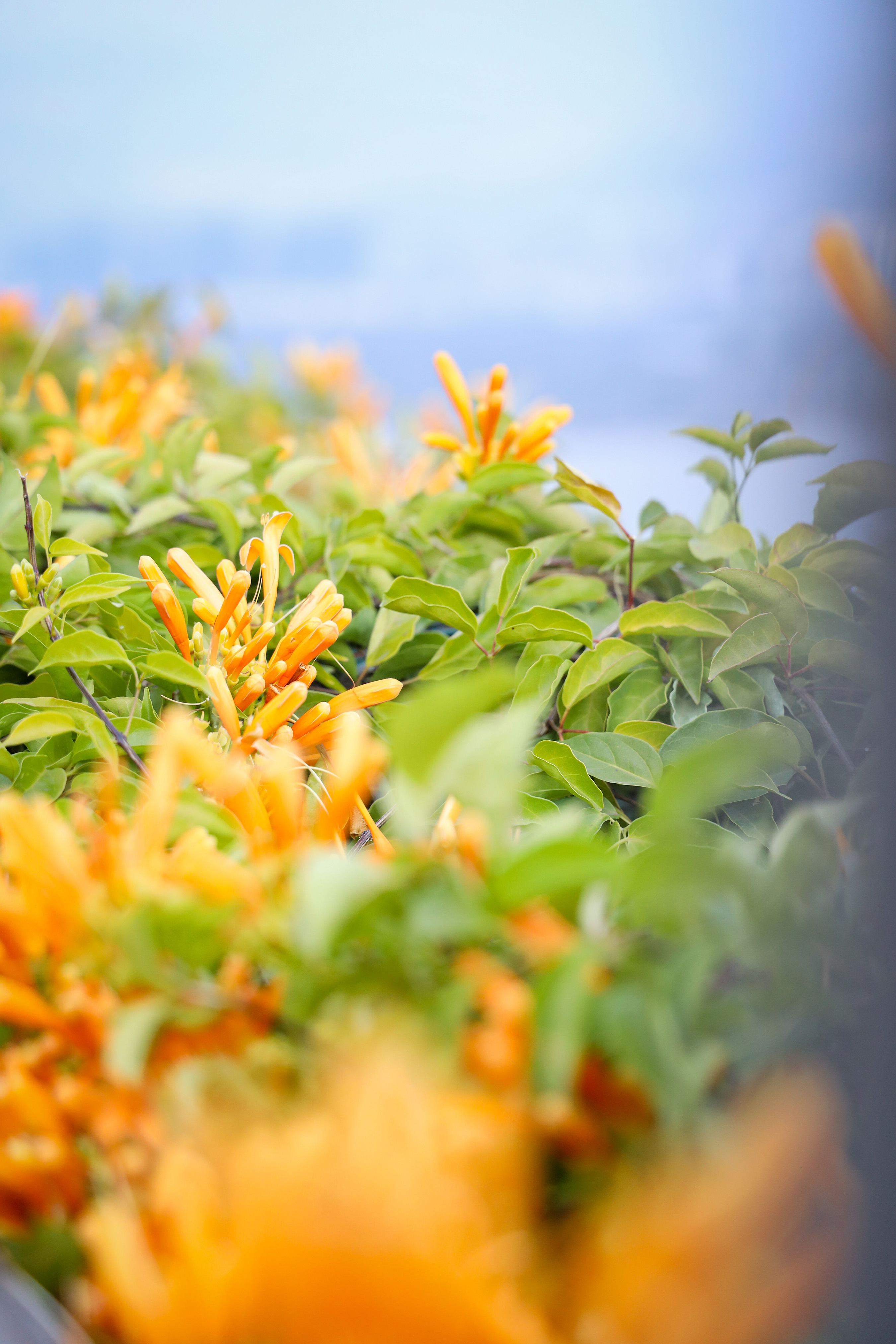 我在凉山过大年,我在四川过大年