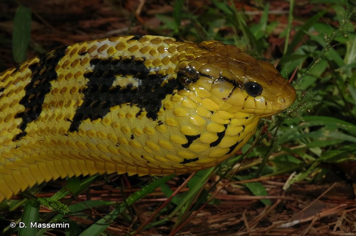 神奇的动物蛇的视频大全,神奇的动物蛇