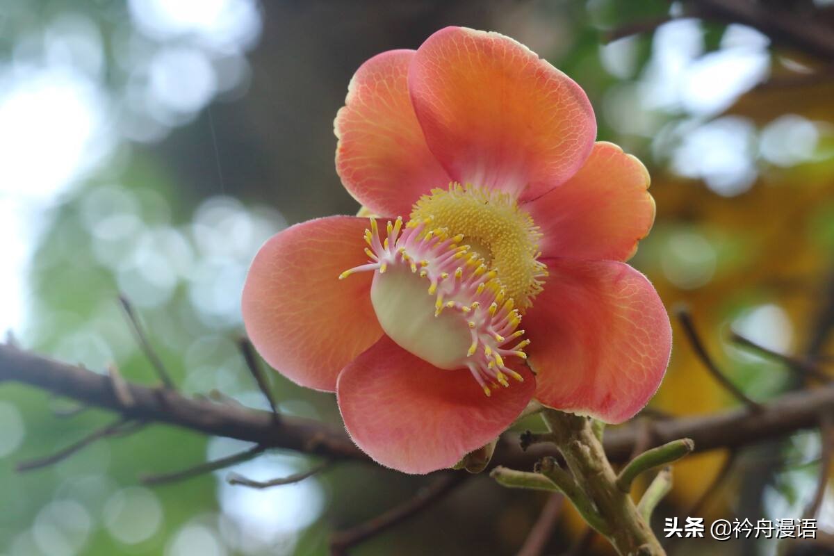 一花一世界一叶一菩提一人一众生,一花一世界一树一菩提一生爱一人