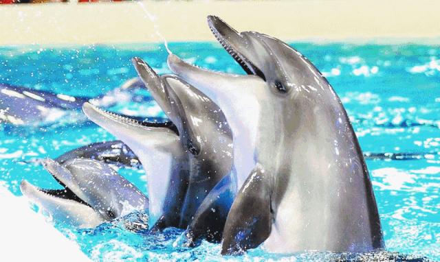 母亲节蜜雪冰城送什么,哈尔滨母亲节推荐好地方