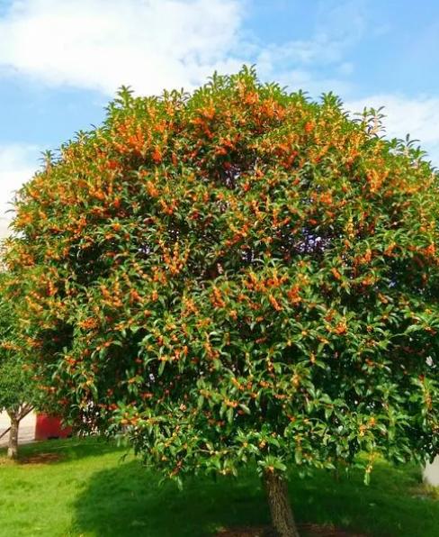 庭院绿化树种什么最好,适合庭院种植的常绿树种