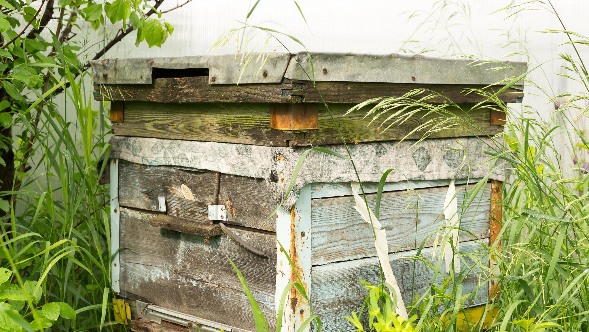 蜜蜂为什么老是咬王台,蜜蜂老是咬巢门怎么回事