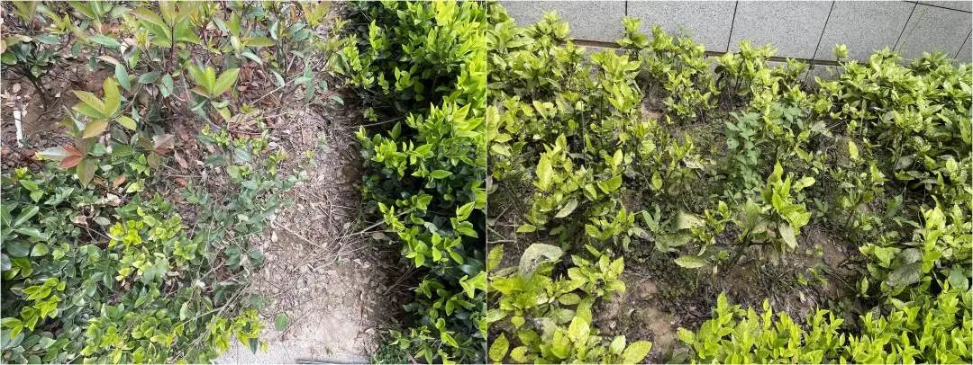 绿城桂语江南西安交房最新消息,西安绿城桂语兰庭验房