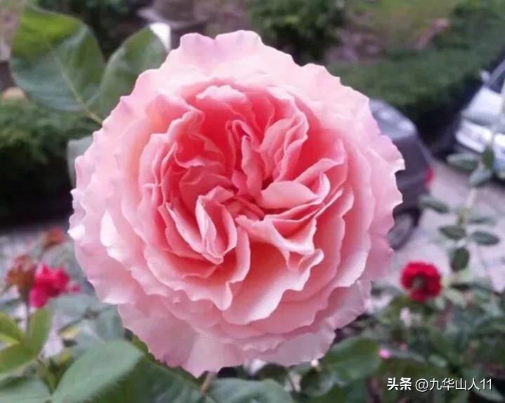 黄色系藤本月季哪个品种好,适合海南种的藤本月季品种