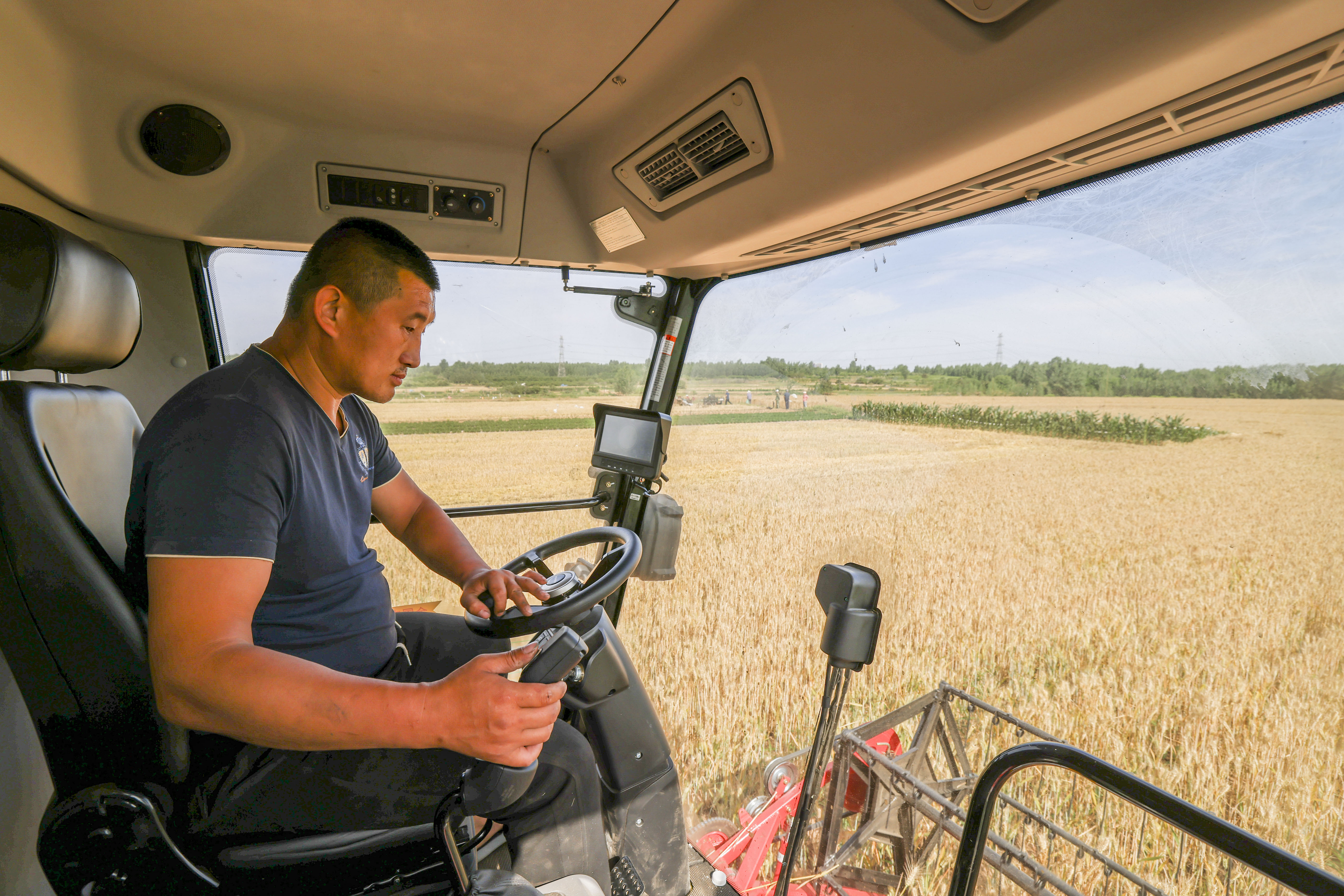 小麦丰收的画卷在错水河畔铺展，徐村麦浪滚滚，“丰”景如画