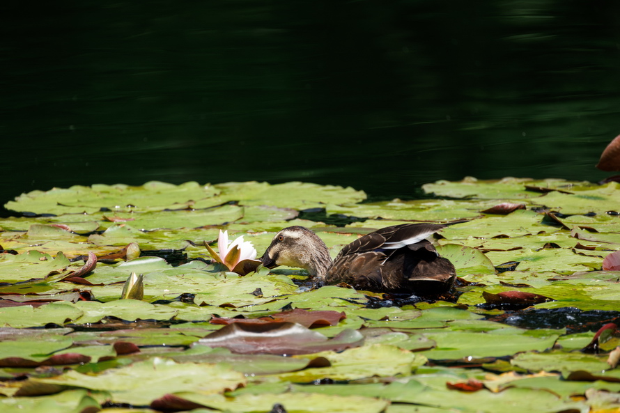 佳能eosr8打鸟,佳能eosr8拍视频变焦