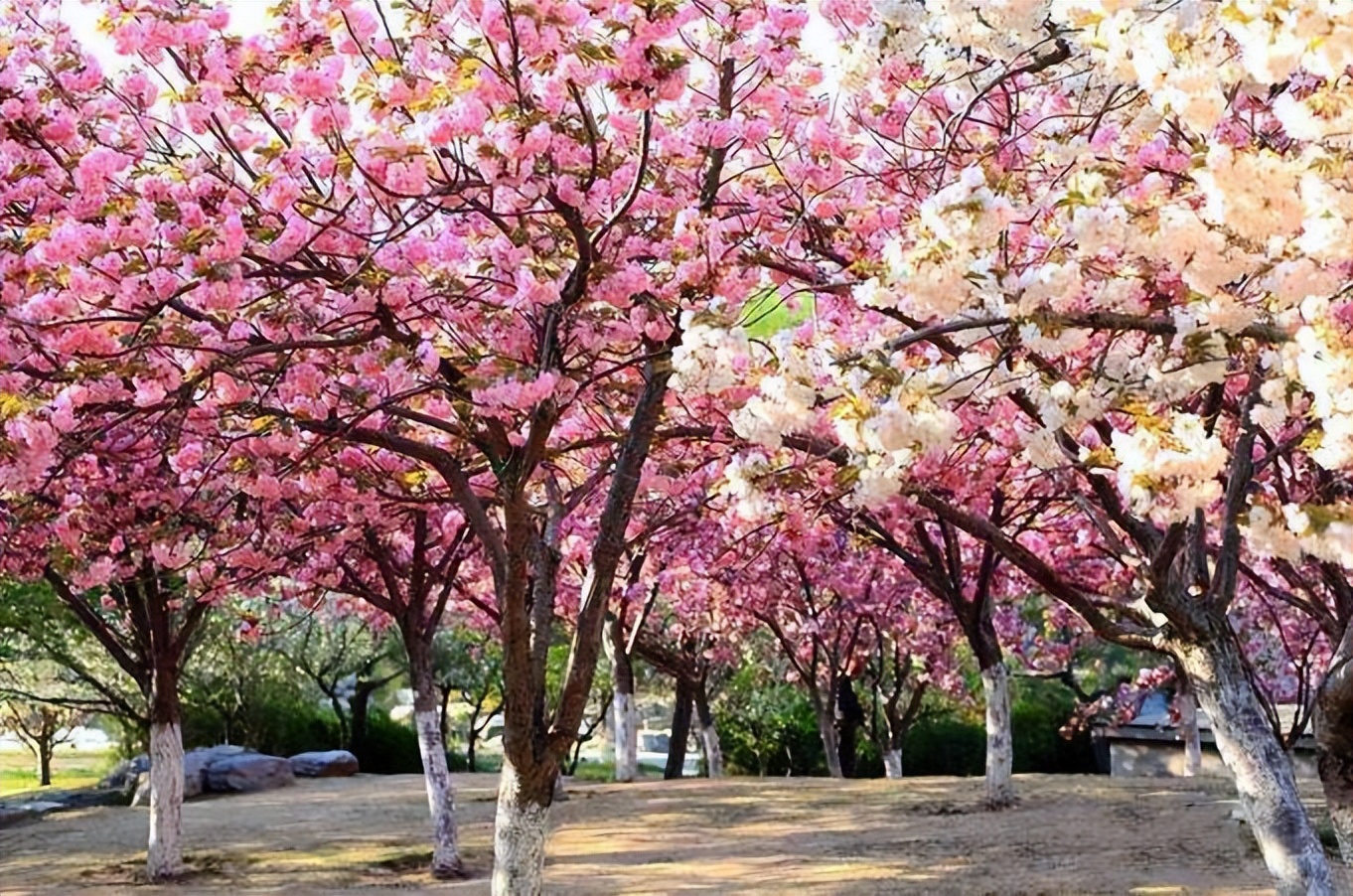 十年前种的树现在能卖多少钱,现在种树什么树值钱