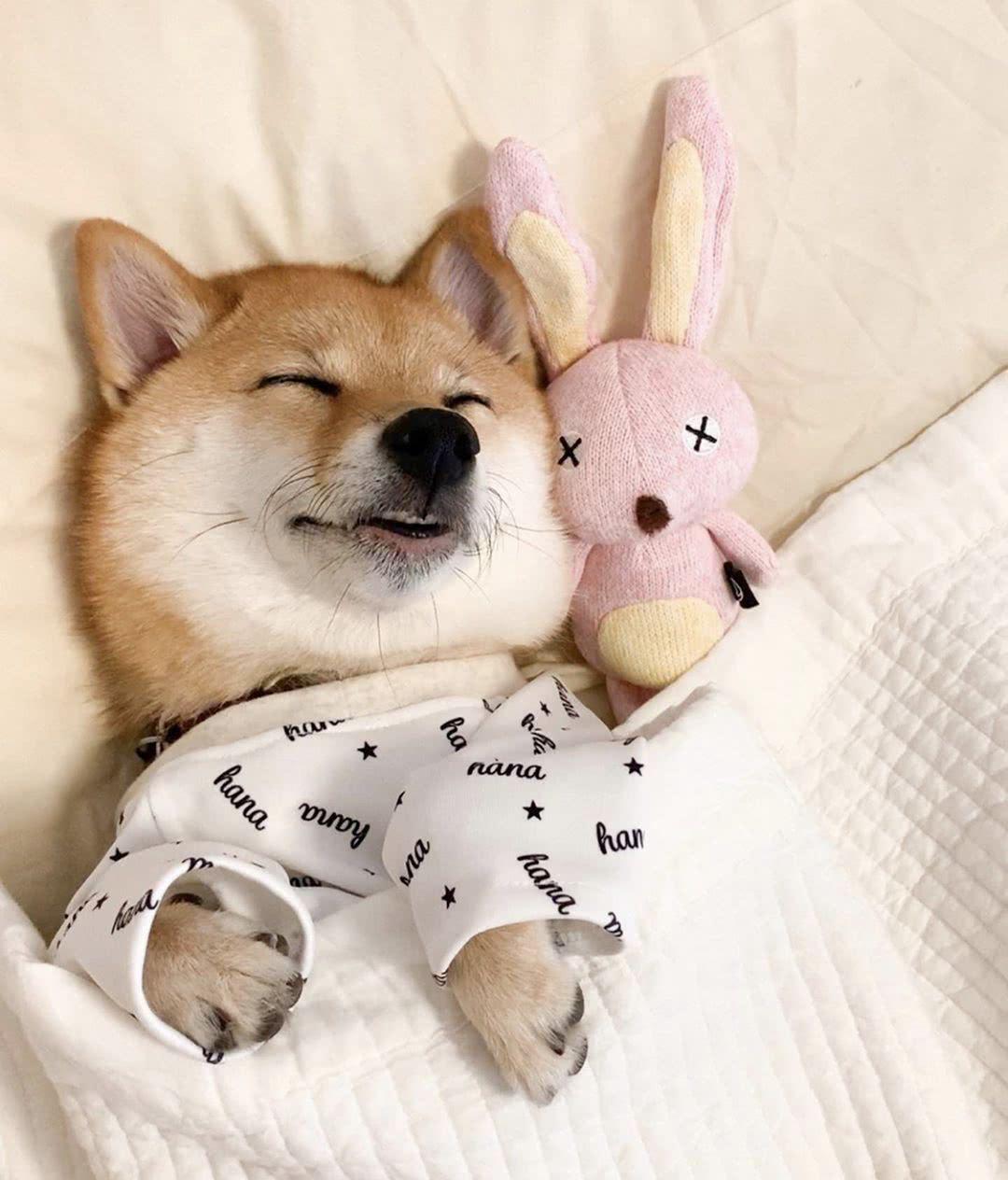 狗狗睡觉突然抽搐是什么原因,狗狗睡觉时眼睛抽搐