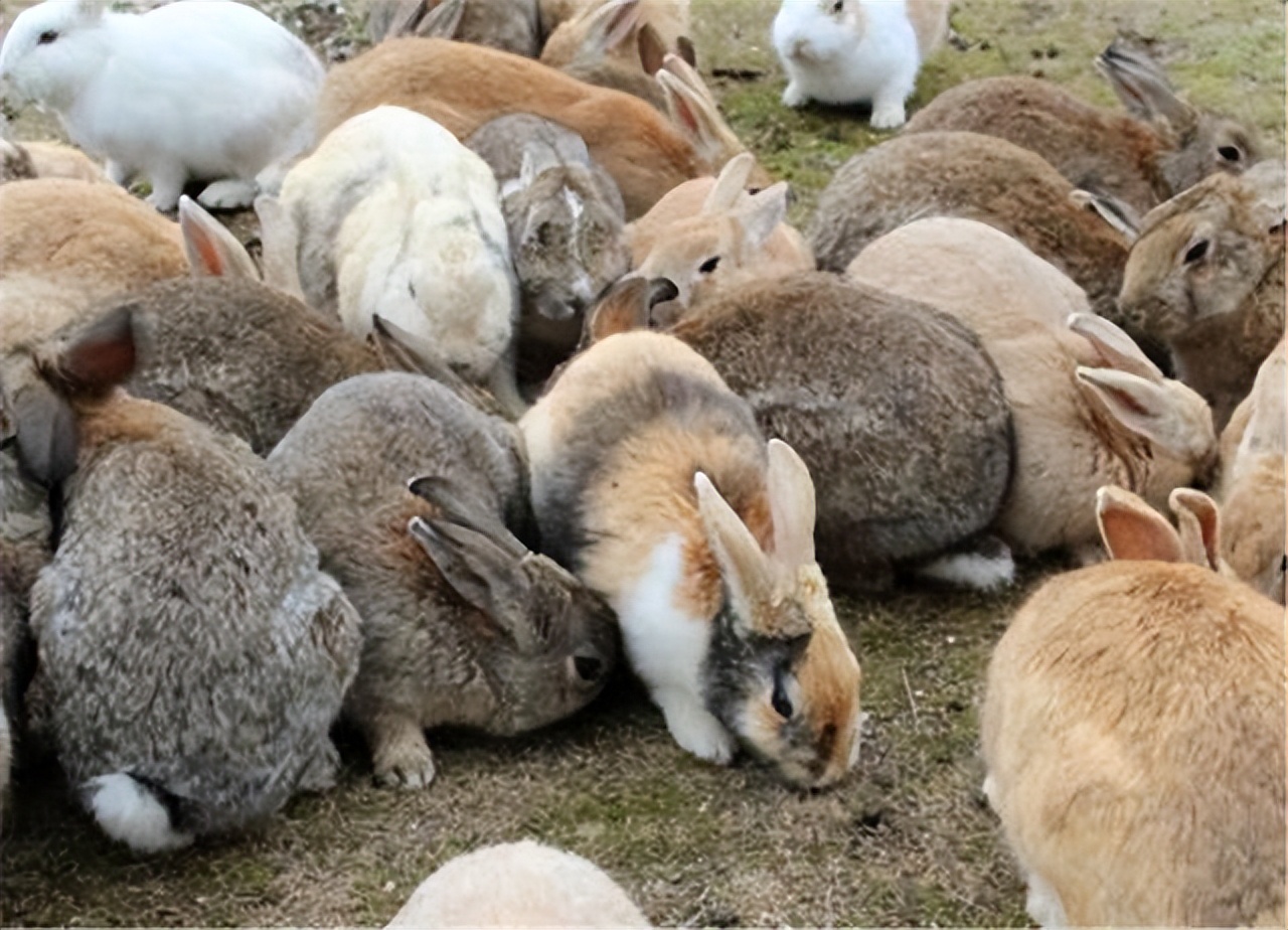 澳大利亚野兔泛滥成灾体重近百斤,澳大利亚野兔成灾野兔上百斤