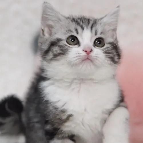 短毛猫猫砂盆,东方短毛猫需要多大的猫砂盆