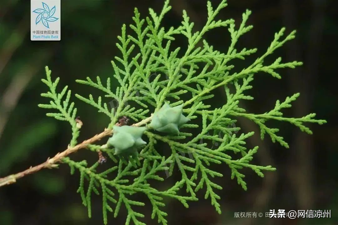 端午节习俗中有和花有关的吗,端午节的由来和相关的民俗活动
