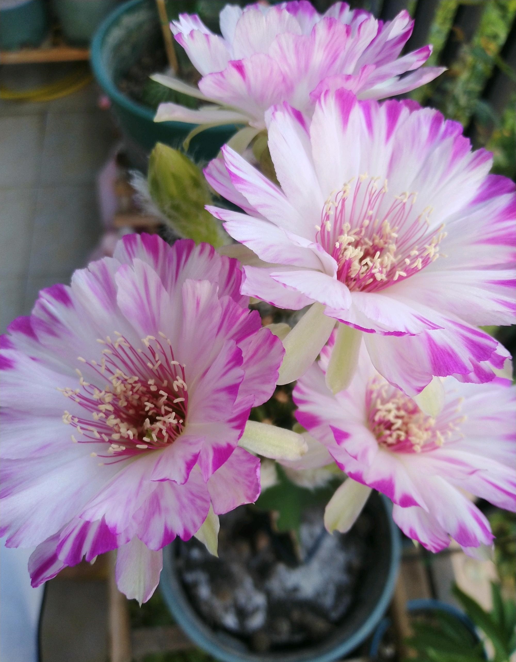 喜欢开花的仙人球有哪些品种,容易开花的仙人球有哪些品种