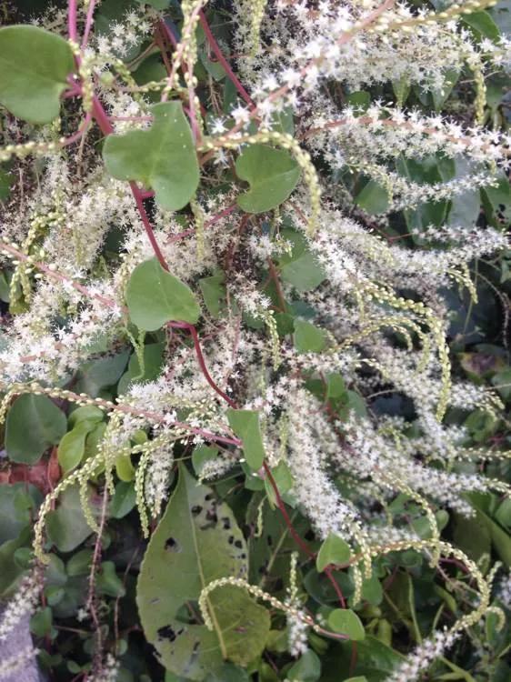 花草种类名称介绍,各种各样的花草名称大全