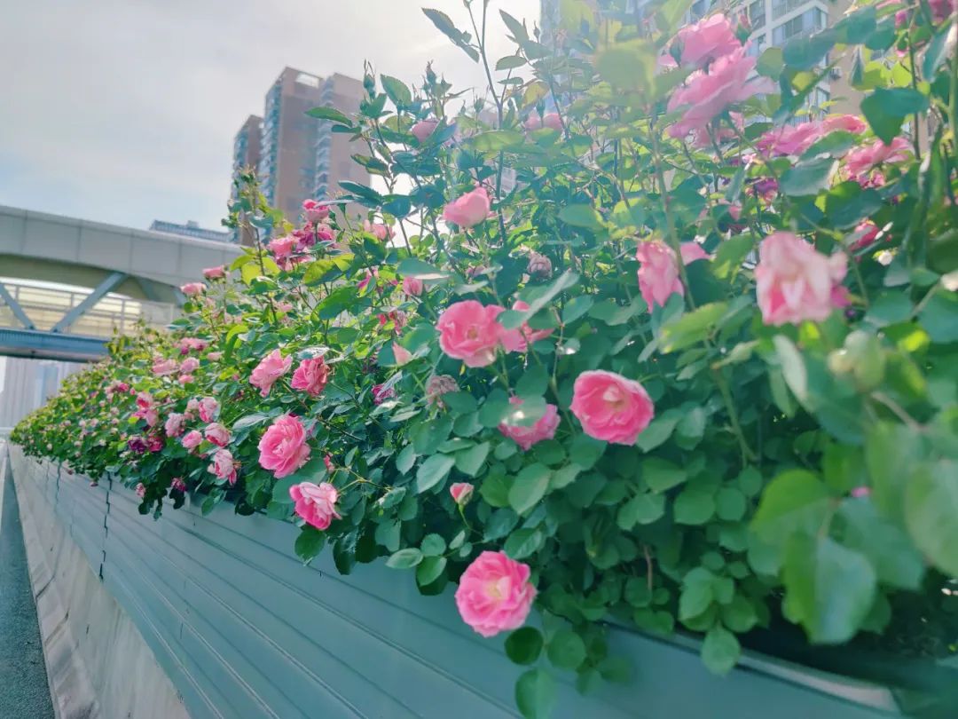 最好看的月季花海,百万株月季怒放惊艳五月初夏