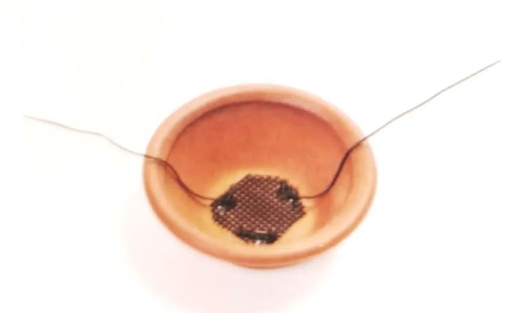 舍利红豆杉盆景,红豆杉老桩盆景怎么修剪