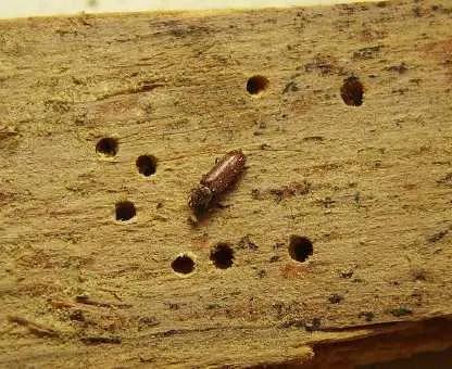 家里经常出现的小虫子有哪些,最近家里总是出现那种小虫子