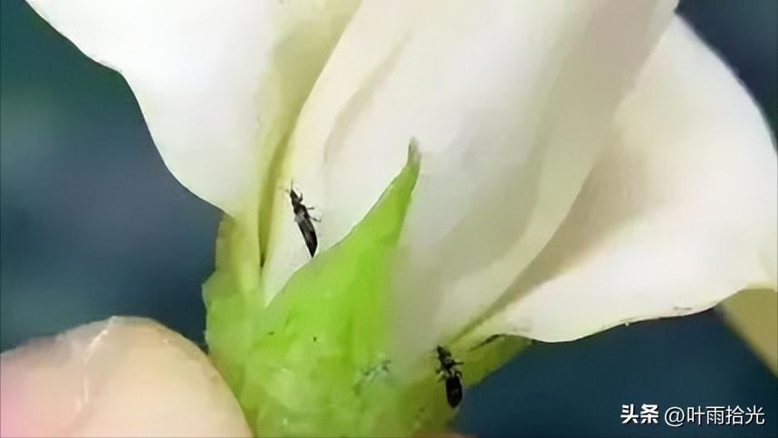 蓟马怎么治用什么杀虫剂好,防治蓟马最好的农药