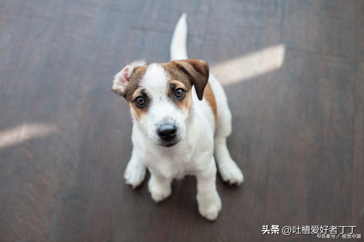 狗狗拉稀呕吐不吃东西是怎么回事,拉稀呕吐怎么回事狗狗