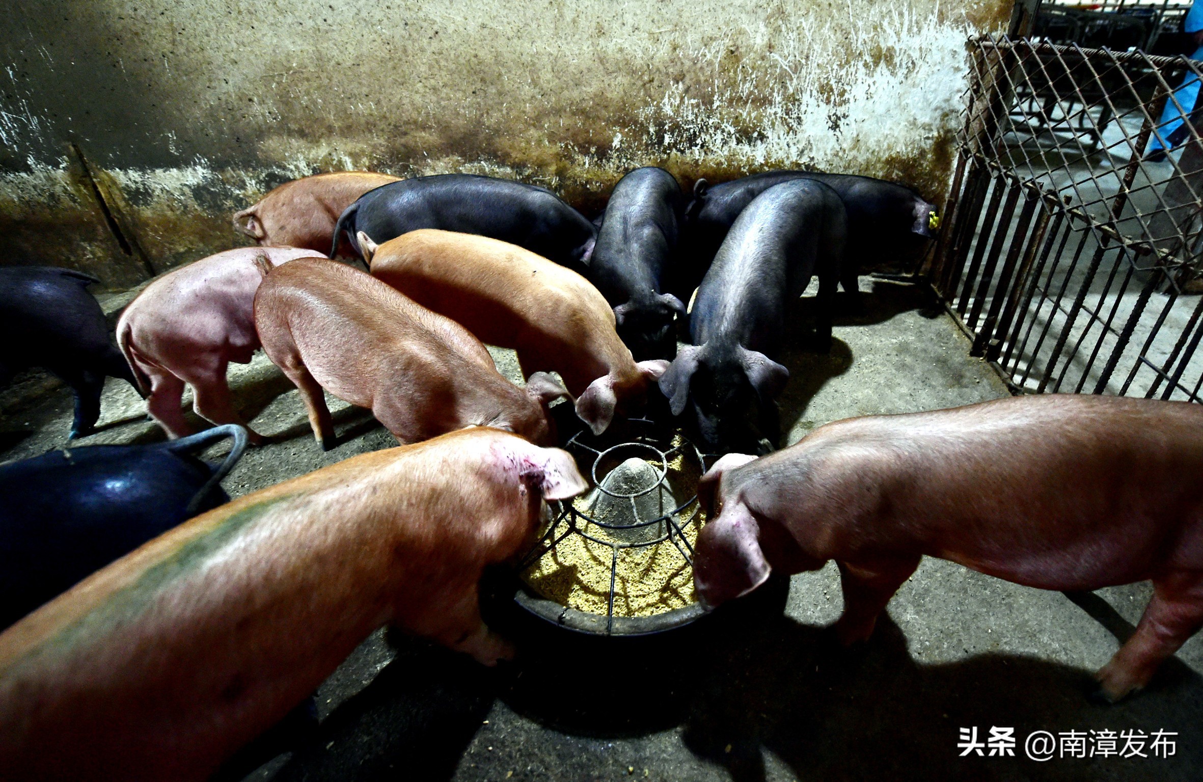 南漳县养牛养羊户,南漳县养羊的