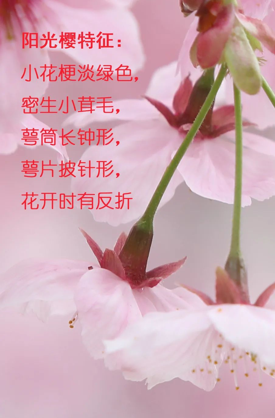 染井吉野樱花是什么樱花,大岛樱花和染井吉野樱的区别