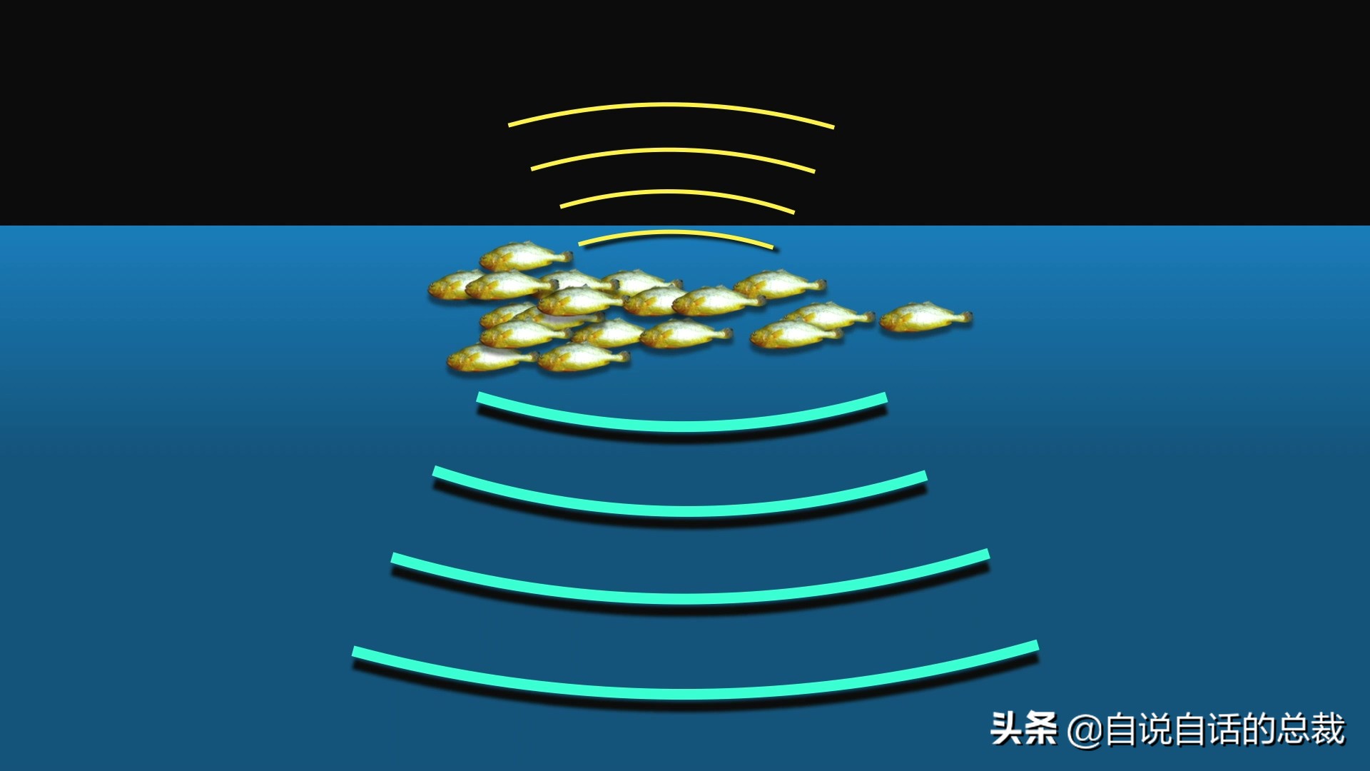 目前野生大黄鱼为什么这么贵,大黄鱼最贵价格多少钱一斤