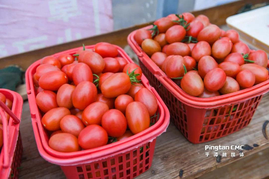 台农甜蜜蜜芒果,两岸农业合作成果丰硕