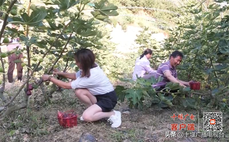 十堰郧阳翻山堰无花果采摘,翻山堰村无花果