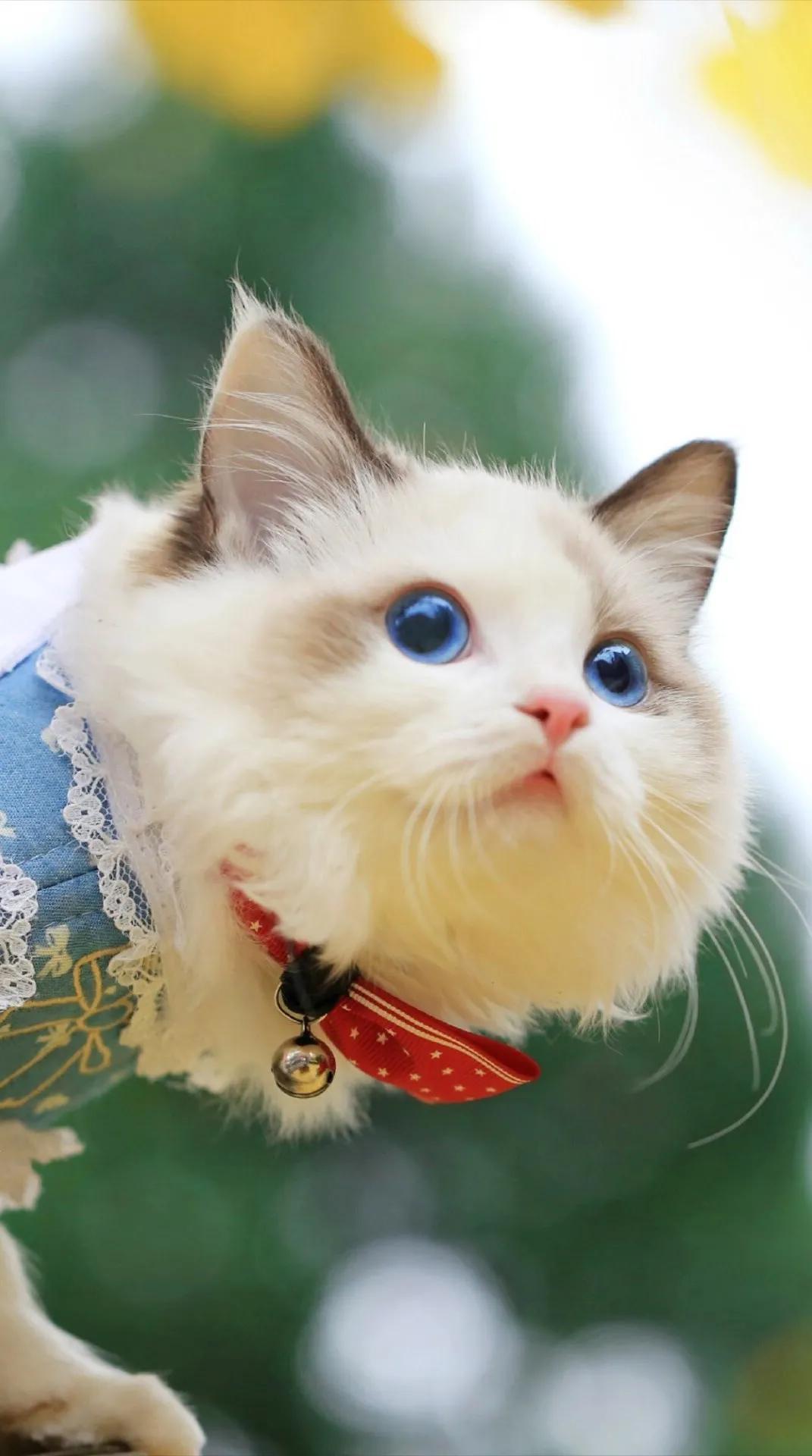 宠物检测弓形虫,养宠知识狗狗生病