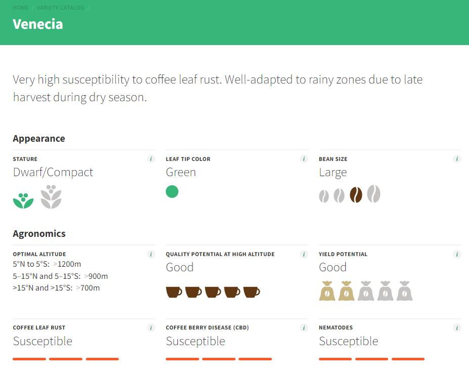 品种｜朝见波旁王朝