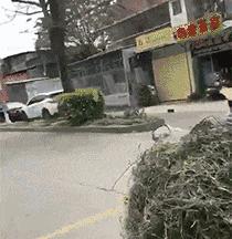 “是小蛇出了轨，还是青蛙劈了腿？”这是现实版的美杜莎？哈哈