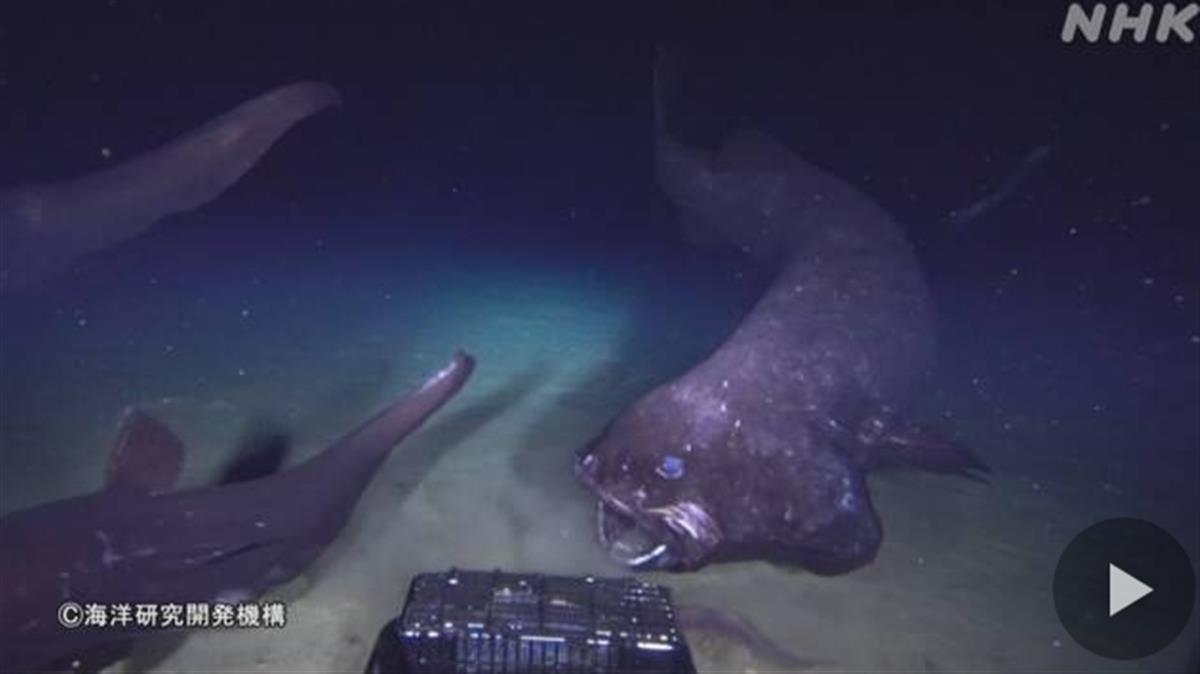 日本又拍到“新物种”，2米的怪鱼，是核辐射还是海底物种入侵？