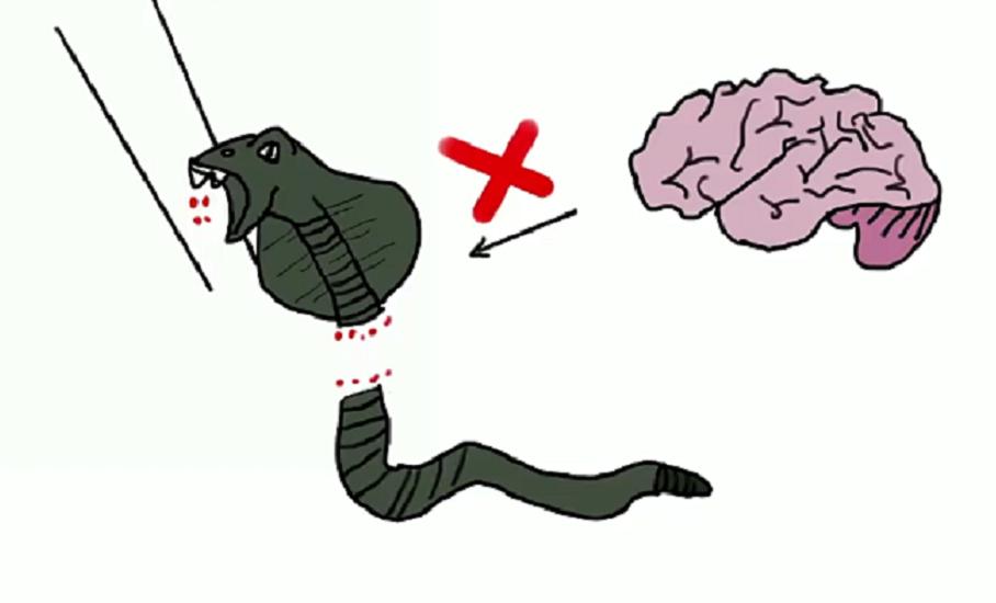 捡到眼镜蛇炖汤，剪掉的蛇头却突然“复活”，浙江老伯差点失明